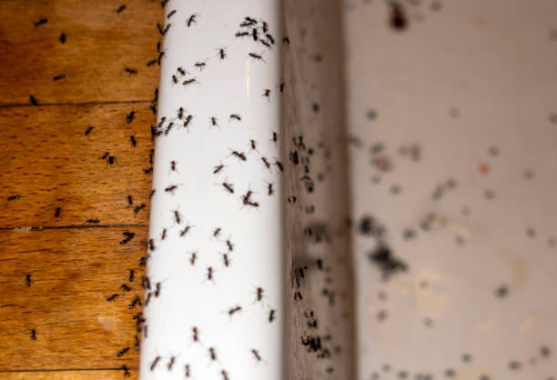 Best Best Pest Control Companies  in La Verne, CA