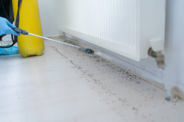 Best Local Pest Control Services  in La Verne, CA